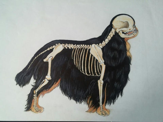 Skeletize your pet !