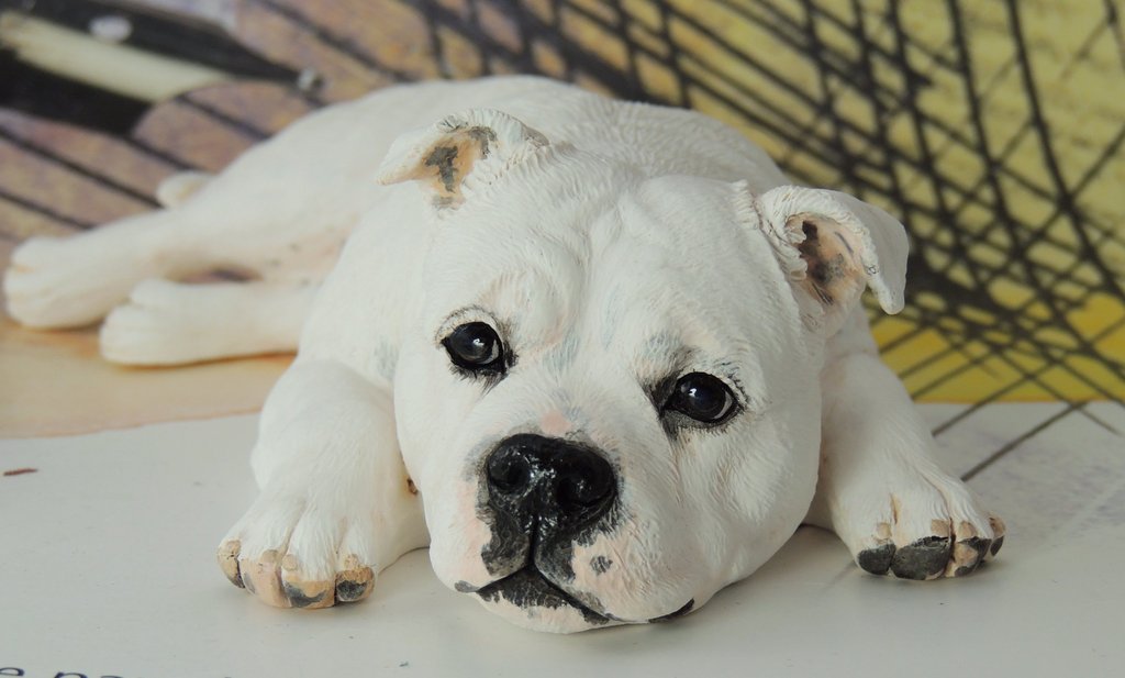 White staffie bull terrier