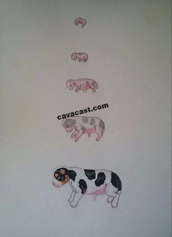 anatomical drawing of cavalier king charles spaniel dog fetus