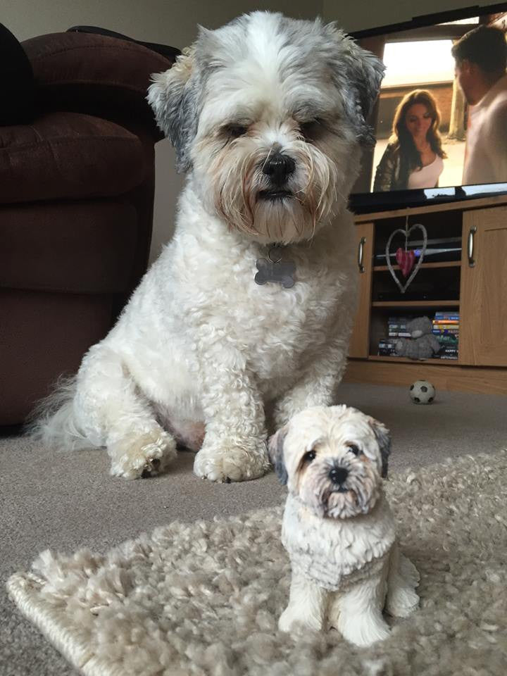 Lhasa Apso Figurine By Cavacast