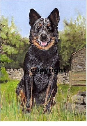 The Australian Cattle dog : Original Painting