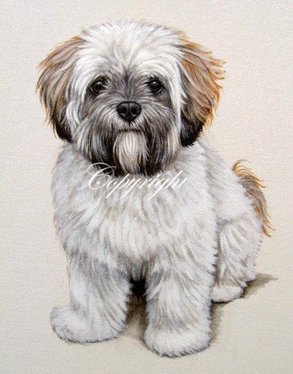 Paintkng of lhasa apso