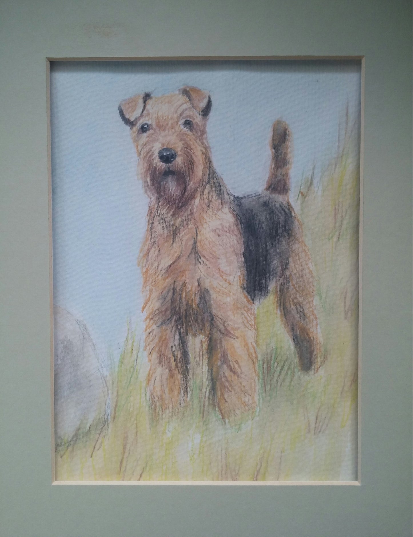 Airedale Terrier Sketch