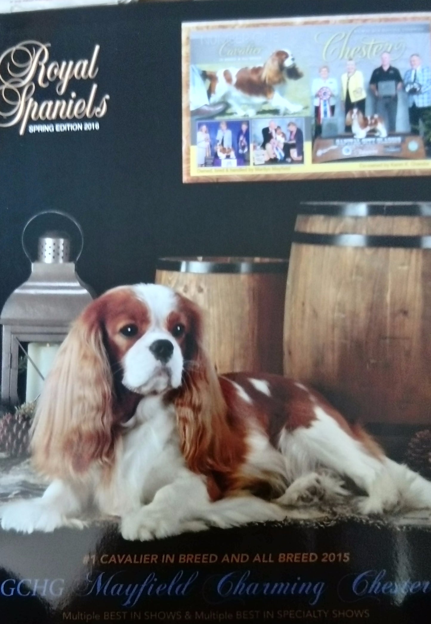 Royal Spaniels Magazine