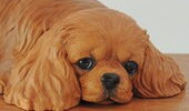 Ruby cavalier king charles spaniel art