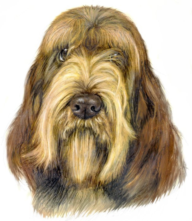 Painting of spinone italiano